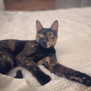 Meet your Posher, Kate